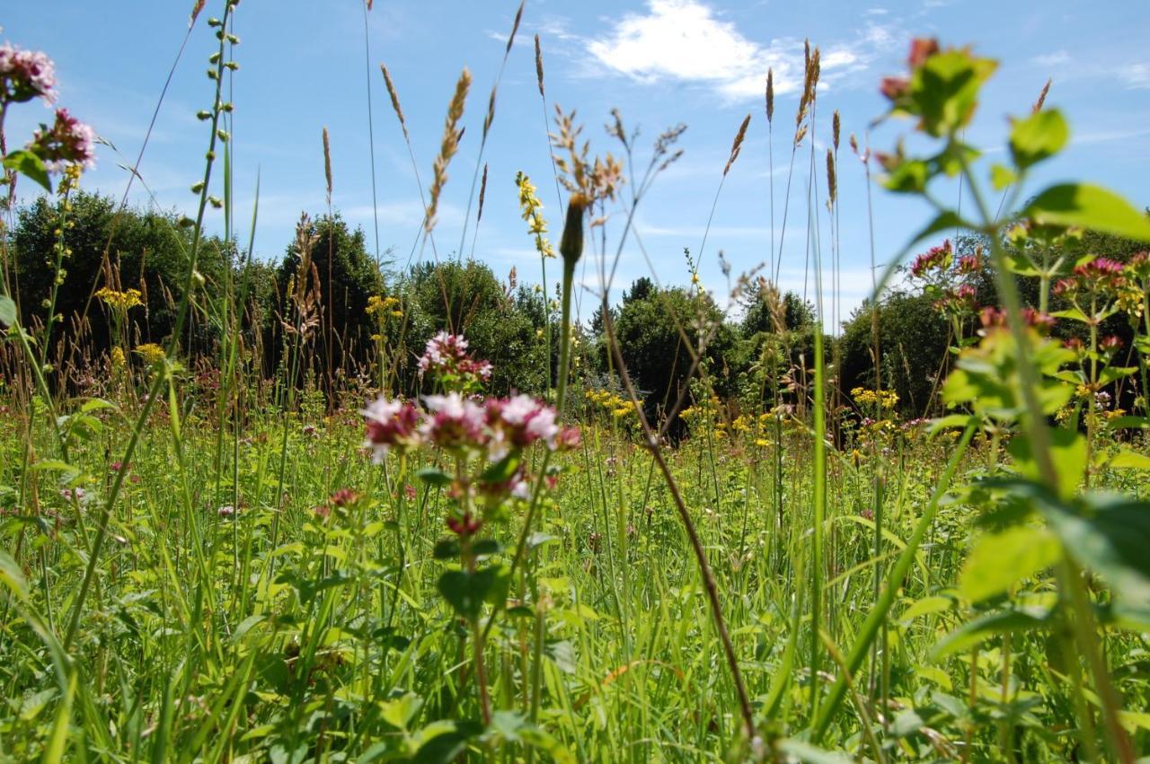 South Downs Eco Lodge & Camping East Meon Zewnętrze zdjęcie